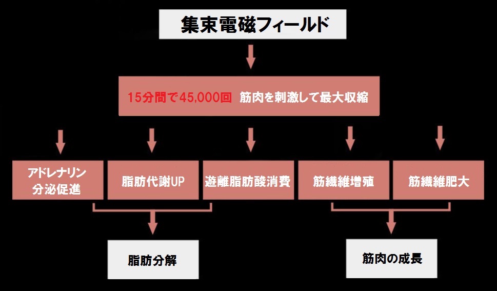 筋肉の成長と脂肪の減少