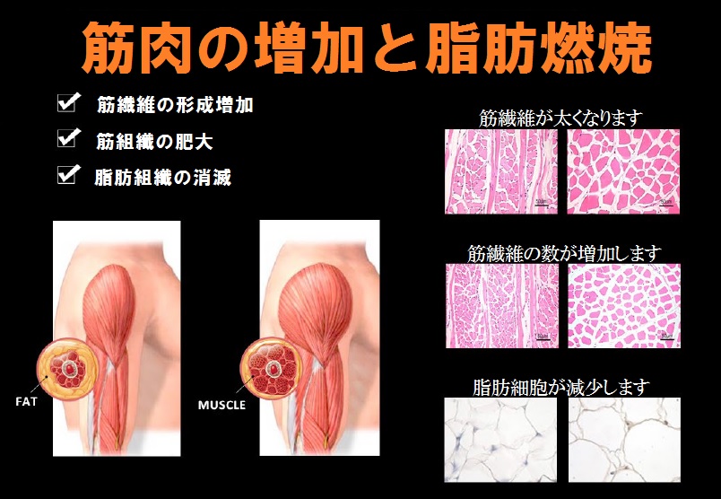 筋肉の増加と脂肪燃焼